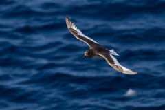 Thalassoica antarctica