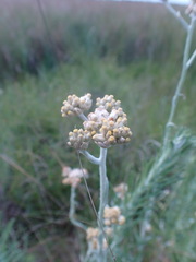 Helichrysum luteoalbum