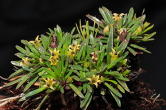 Lysipomia sphagnophila