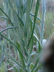 Helichrysum luteoalbum