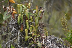 Nepenthes gracilis