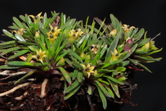Lysipomia sphagnophila