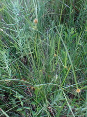 Cyperus erectus