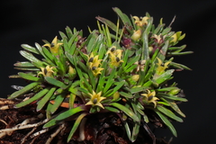 Lysipomia sphagnophila