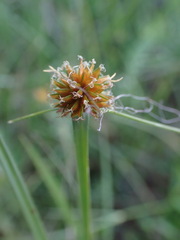 Cyperus erectus