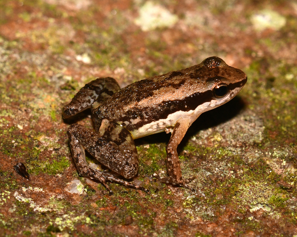 Allobates ornatus