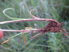 Cyperus erectus