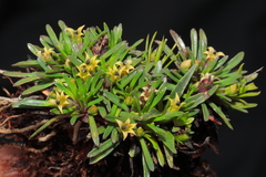 Lysipomia sphagnophila
