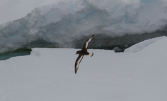 Thalassoica antarctica