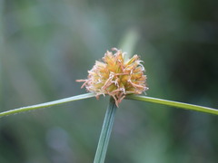 Cyperus erectus
