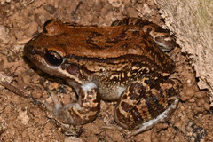 Leptodactylus leptodactyloides