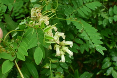 Sophora flavescens