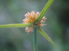 Cyperus erectus