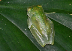 Centrolenidae
