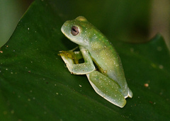 Centrolenidae