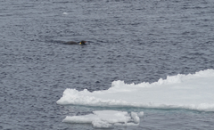 Aptenodytes forsteri