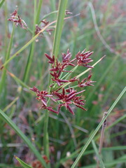 Cyperus denudatus