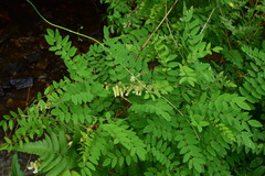 Sophora flavescens