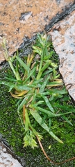 Poa annua