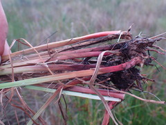 Cyperus denudatus