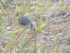 Turdus pelios