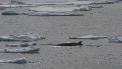 Balaenoptera bonaerensis