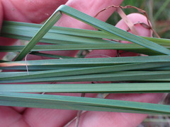 Cyperus denudatus