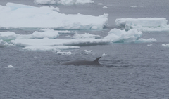 Balaenoptera bonaerensis