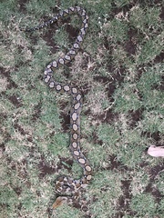 Malayopython reticulatus