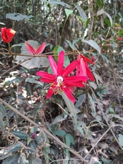 Passiflora speciosa