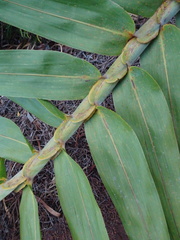 Flagellaria neocaledonica