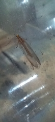 Chrysoperla carnea
