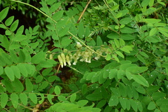 Sophora flavescens
