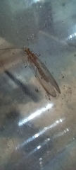 Chrysoperla carnea