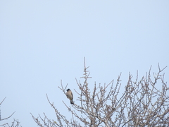 Pycnonotus xanthopygos