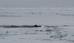 Balaenoptera bonaerensis