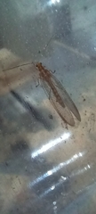 Chrysoperla carnea