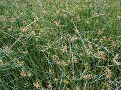 Cyperus sphaerospermus