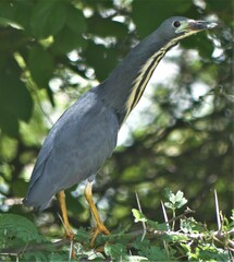 Ixobrychus sturmii