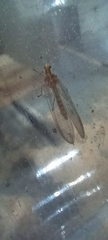 Chrysoperla carnea
