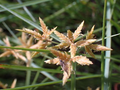 Cyperus sphaerospermus