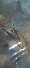 Chrysoperla carnea