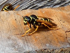 Polistes nimpha