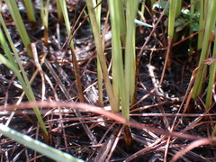 Cyperus sphaerospermus
