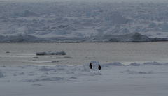 Aptenodytes forsteri