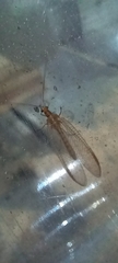 Chrysoperla carnea