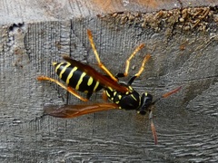 Polistes nimpha