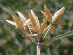 Cyperus sphaerospermus