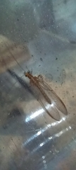 Chrysoperla carnea