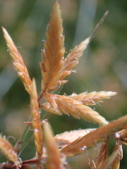 Cyperus sphaerospermus